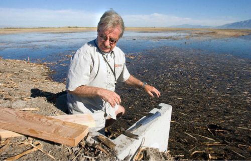 Al Hartmann  |  The Salt Lake Tribune

Val Bachman,  manager of Ogden Bay Waterfoul Managment area, has made a career out of getting wet and muddy, then wading into a little paperwork, too. He knows the locations of all the refuge's 250 head gates that control where the water goes to create wildlife habitat on Ogden Bay.